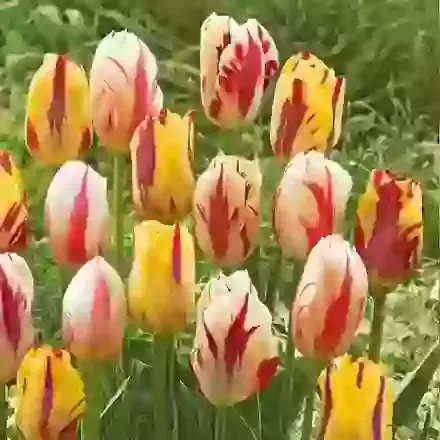 Bicolor Mix